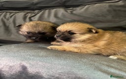 Pomeranian dogs for sale: **** ** ** POMERANIAN PUPPIES **** - Image 8