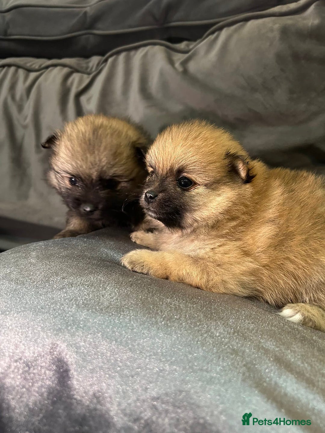 Pomeranian dogs for sale: **** ** ** POMERANIAN PUPPIES **** - Image 8