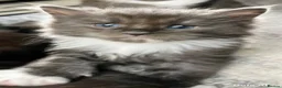 Maine Coon cats for sale: Hugh Maine coon babies  - Advert 7