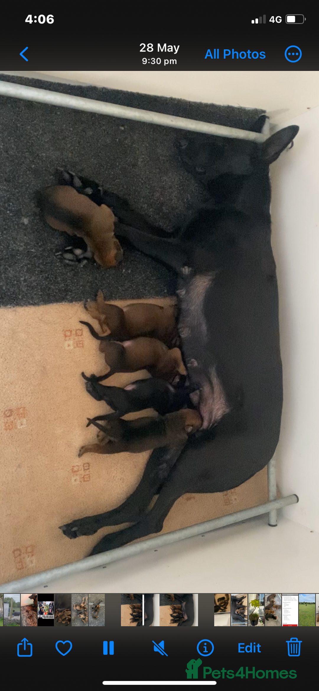 Mixed Breed dogs for sale: Dobermann x Malinois  - Image 6