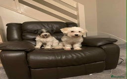 Mixed Breed dogs for sale: Bichon Maltese mix  - Advert 18