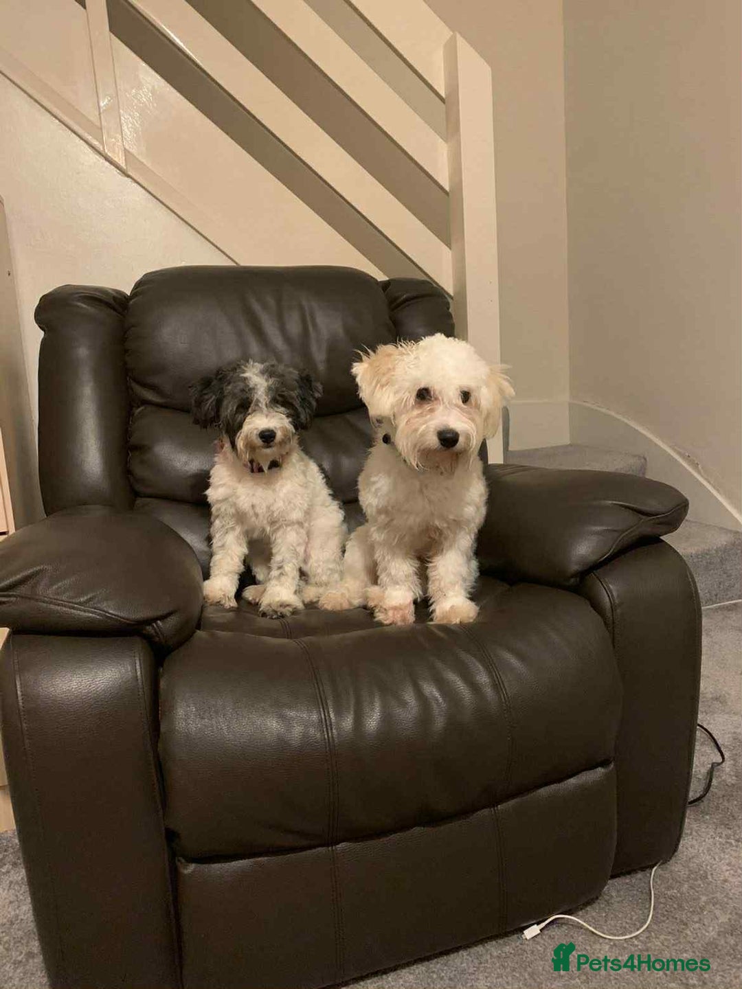 Mixed Breed dogs for sale: Bichon Maltese mix  - Advert 18