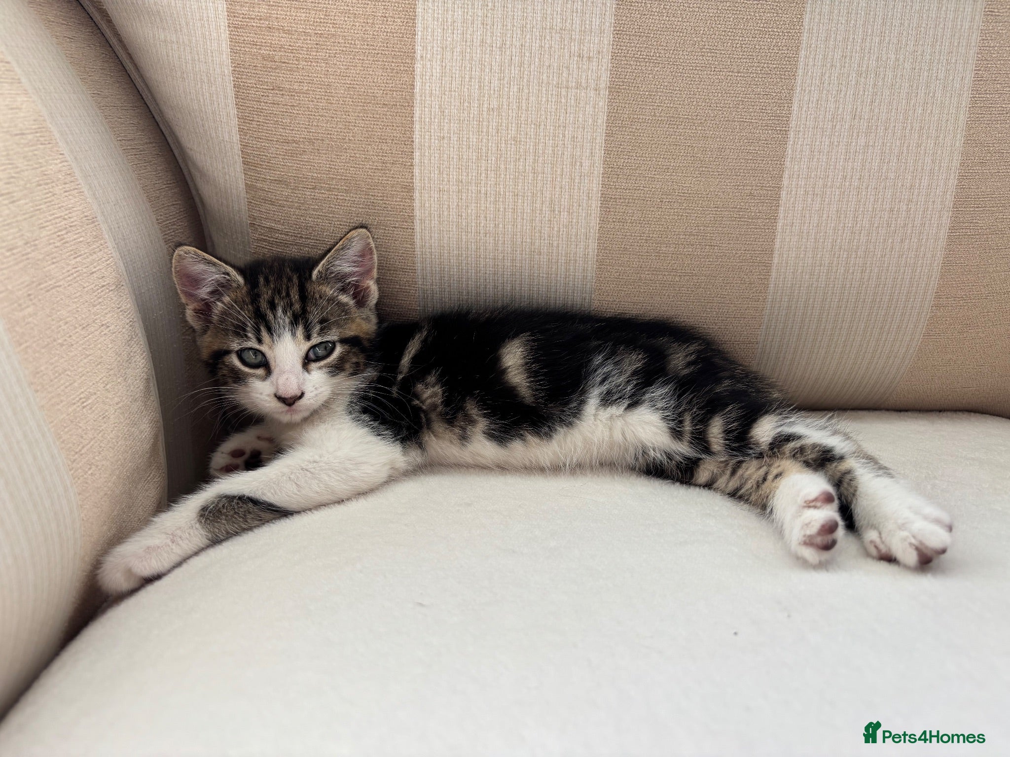 Mixed Breed cats 5 Beautiful Kittens Ready For their forever homes - Advert 13