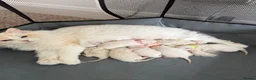 Ragdoll cats for sale: 2 GCCF Registered Ragdoll Kittens – Champion Lines - Advert 8