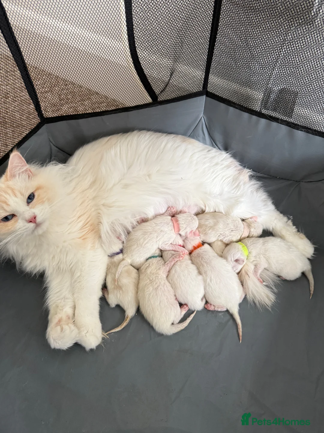 Ragdoll cats for sale: 2 GCCF Registered Ragdoll Kittens – Champion Lines - Advert 8
