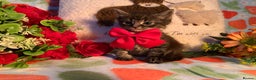 Norwegian Forest Cat cats for sale: BEAUTIFUL SIBERIAN CROSS WEGIE BABYS  - Advert 2