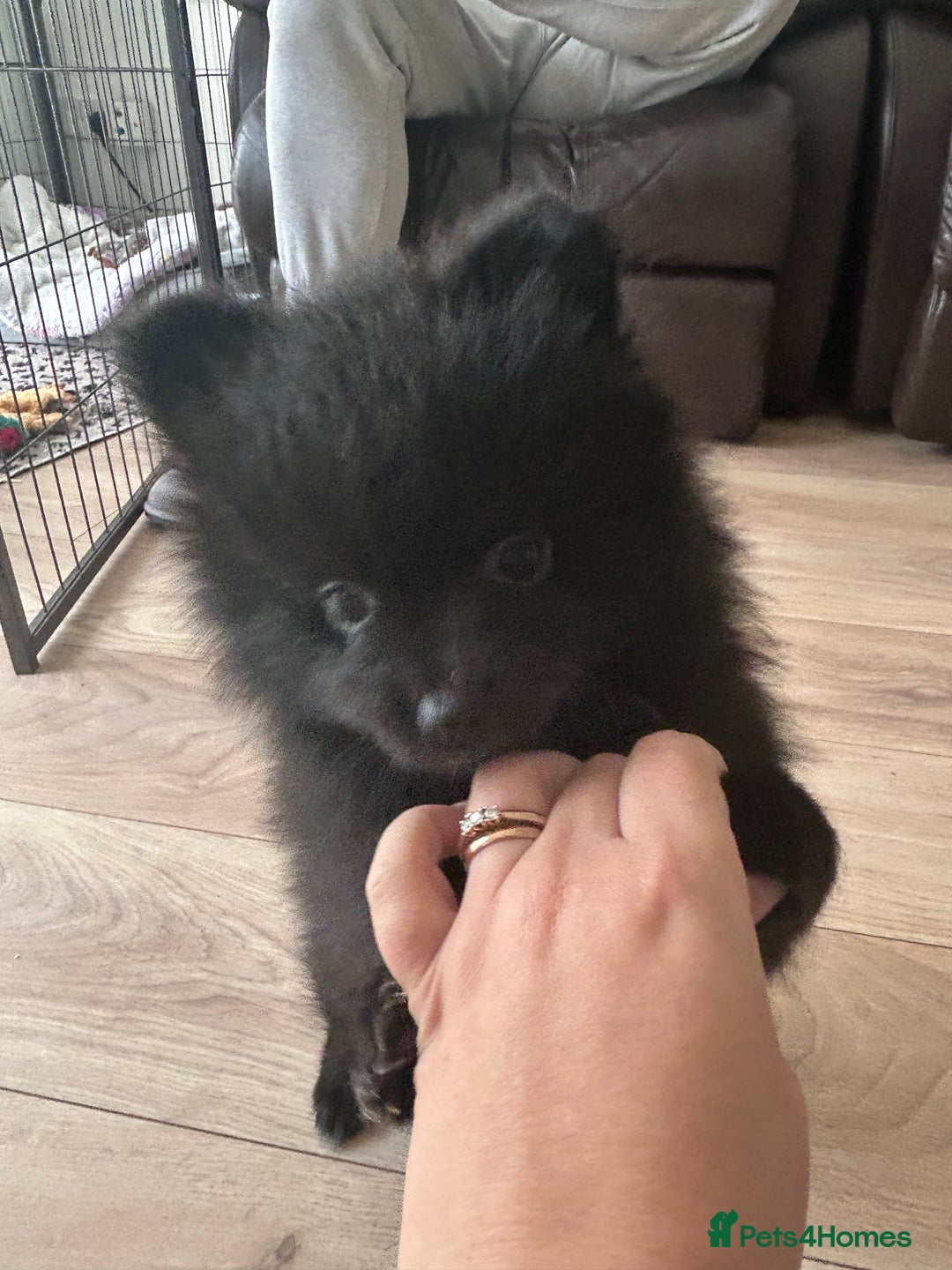 Pomeranian dogs for sale: Pomeranians - ONLY BLACK BOY LEFT - Advert 6
