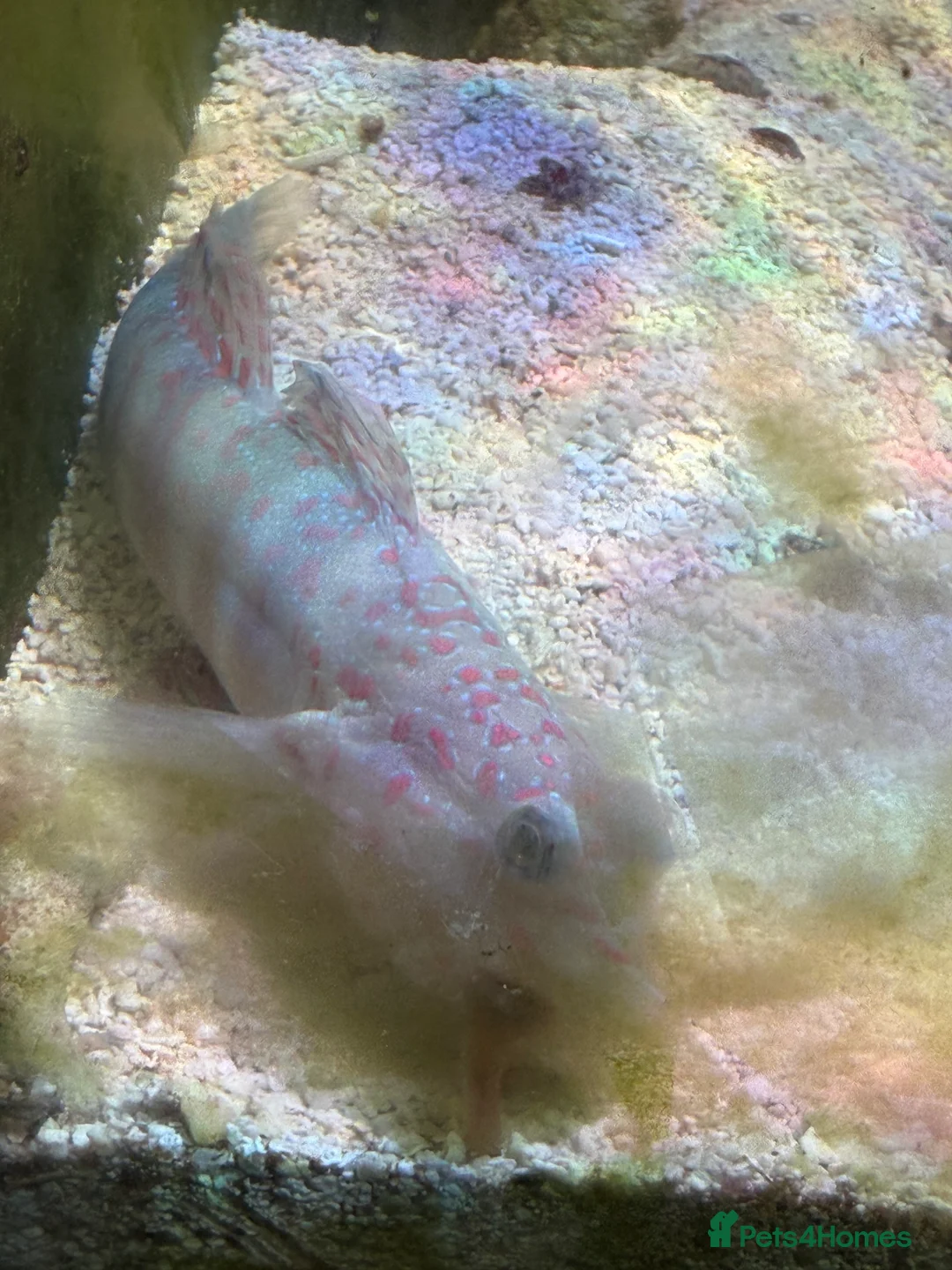 Angelfish fish for sale: mature marine tank closure  - Advert 15