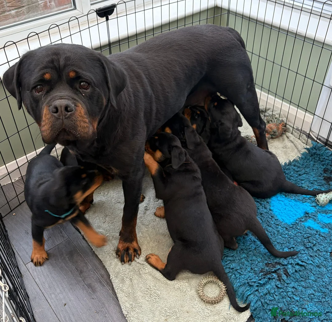Rottweiler dogs for sale: Beautiful Rottweiler Puppies Available  - Advert 1