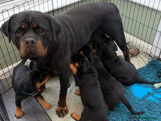 Rottweiler dogs Beautiful Rottweiler Puppies Available - Advert 5