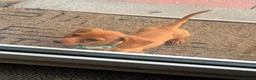 Miniature Dachshund dogs for sale: Forever Home wanted in Tamworth - Advert 6