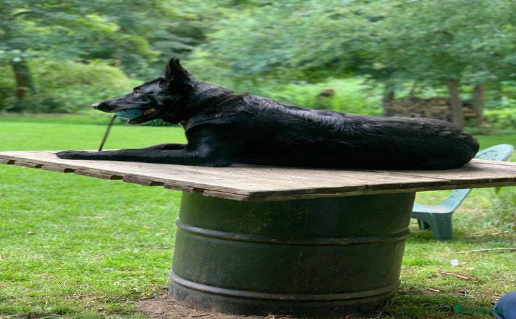 German Shepherd dogs - Advert 1