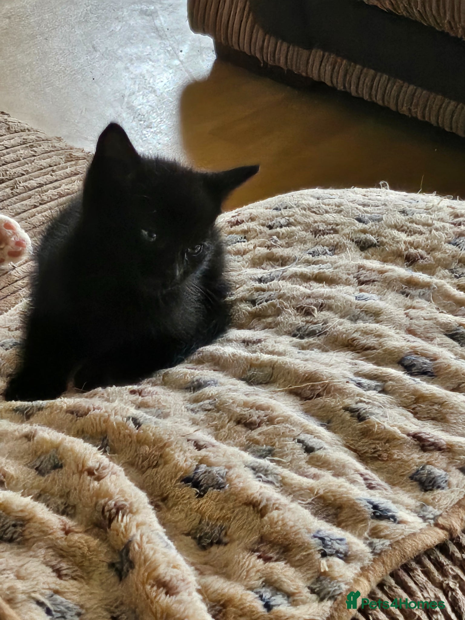 Mixed Breed cats for sale: Looking for a loving home - Advert 3