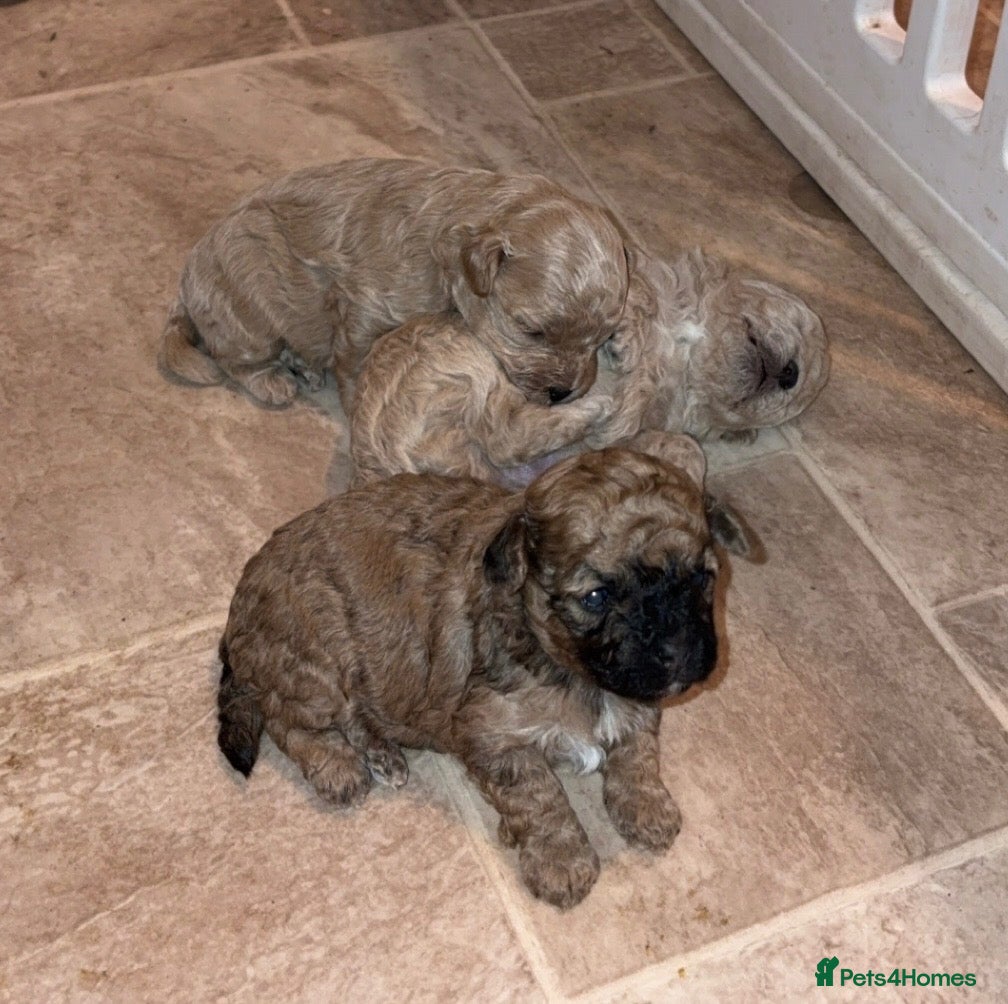 Poochon dogs Tiny adorable poochon - Advert 1
