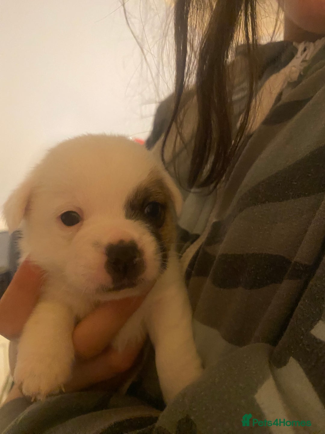 Jack Russell dogs for sale: Jack cross Jackshih  - Advert 3