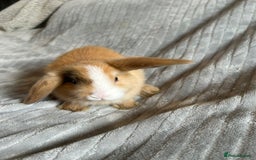 Mini Lop rabbits for sale: Mini Lop Bunnies - Image 4