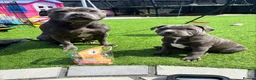 Staffordshire Bull Terrier dogs for sale: Beautiful  Puppies for sale  in Glasgow - Advert 11