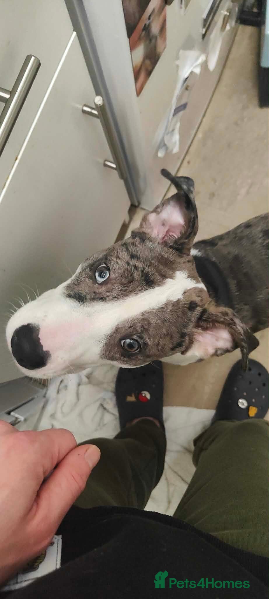 Mixed Breed dogs Bull Terrier X looking for home ASAP - Advert 8