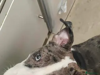 Mixed Breed dogs Bull Terrier X looking for home ASAP - Advert 1