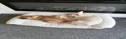 French Bulldog dogs for sale: Baby Girl Frenchie - Advert 4