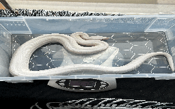 Boa Snake reptiles for sale: Super Fire Boa Constrictor Juvenile Male - Image 2