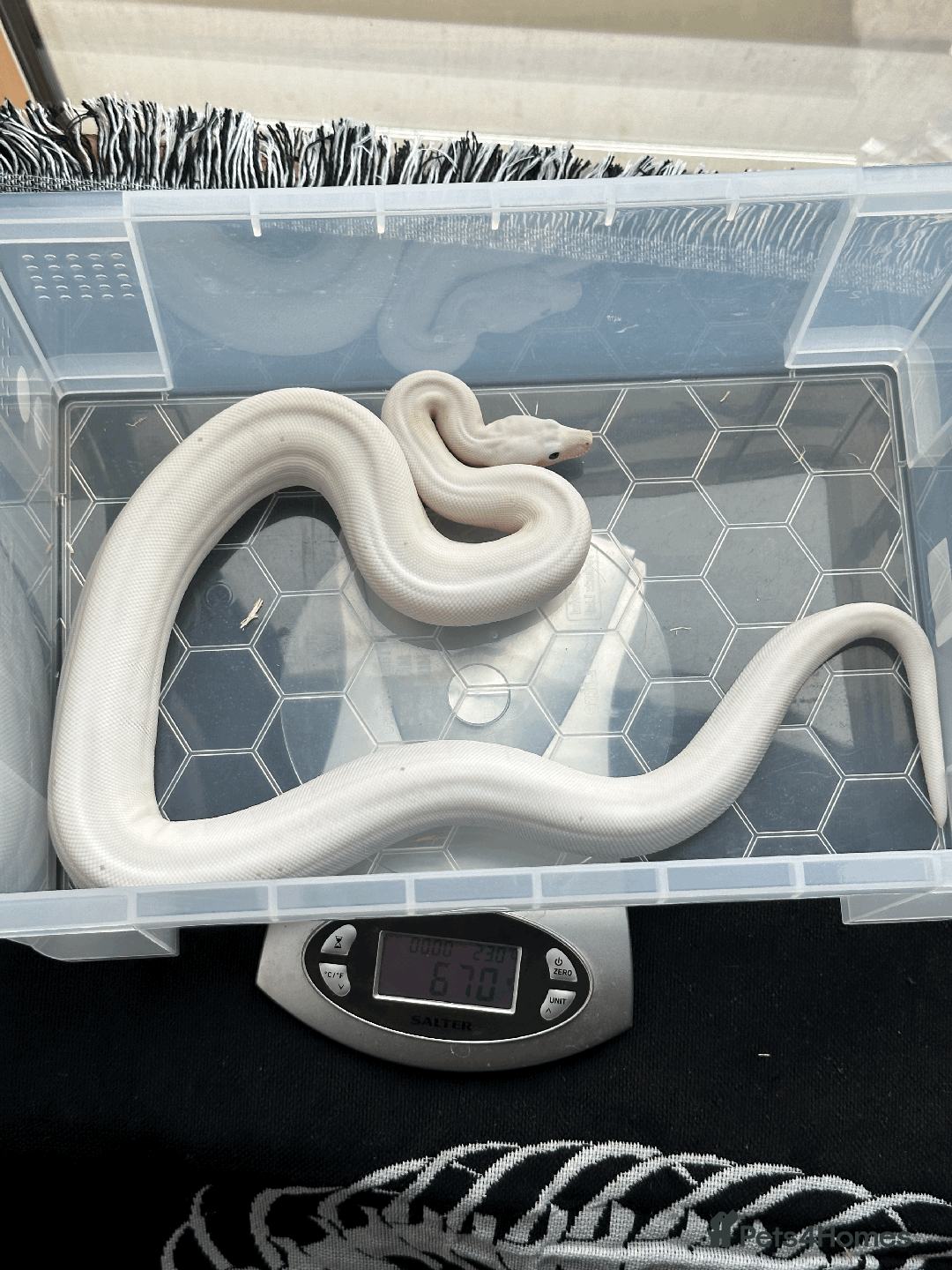 Boa Snake reptiles for sale: Super Fire Boa Constrictor Juvenile Male - Image 2