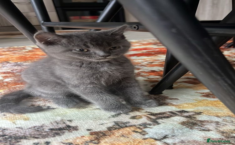 British Shorthair cats - Advert 15