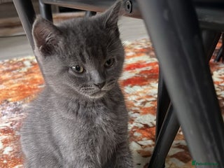 British Shorthair cats - Advert 3