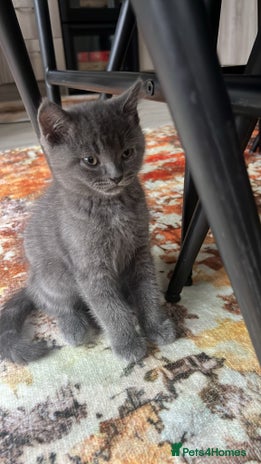 British Shorthair cats - Advert 15