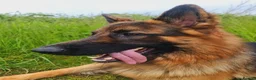 German Shepherd dogs for stud: Stunning 2.5yo Showline German Shepherd Stud in Leeds - Advert 6