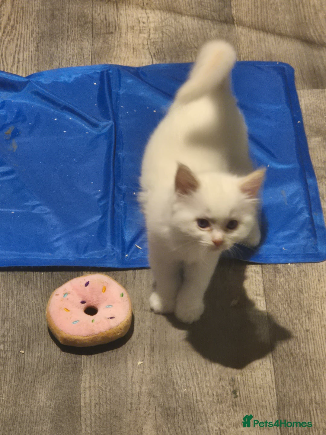 Ragdoll cats for sale: 5 Lovely, Pure Ragdoll Kittens - Image 20