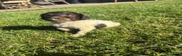 English Springer Spaniel dogs for sale: Springer Spaniel Puppies  - Advert 29