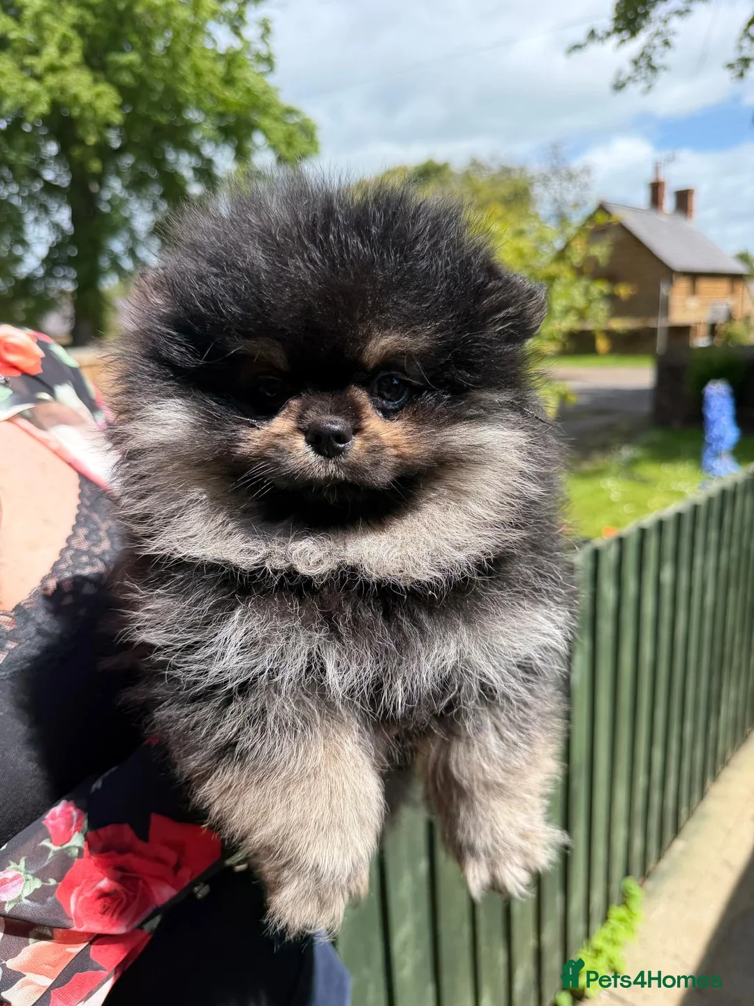 Pomeranian dogs for sale: Beautiful rare pomeranians  - Advert 14