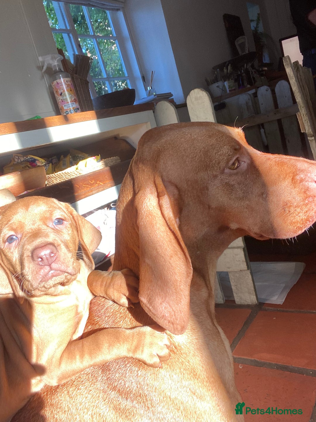 Hungarian Vizsla dogs for sale: Hungarian Vizsla  - Advert 16