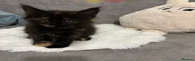 Maine Coon Kitten 4