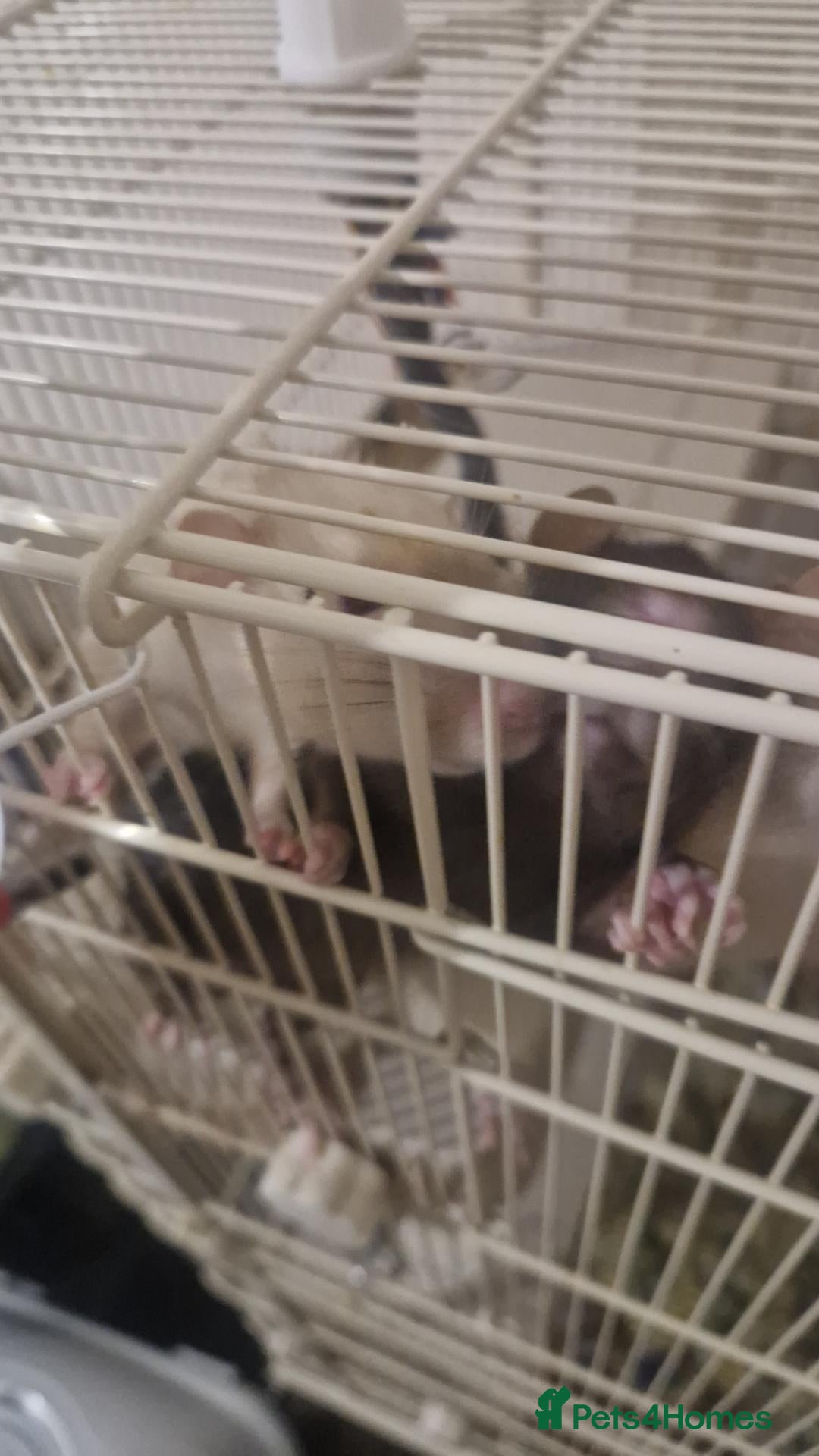 Rat rodents Male Rats - Advert 1
