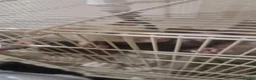 Rat rodents for sale: Male Rats in Eastbourne - Advert 1