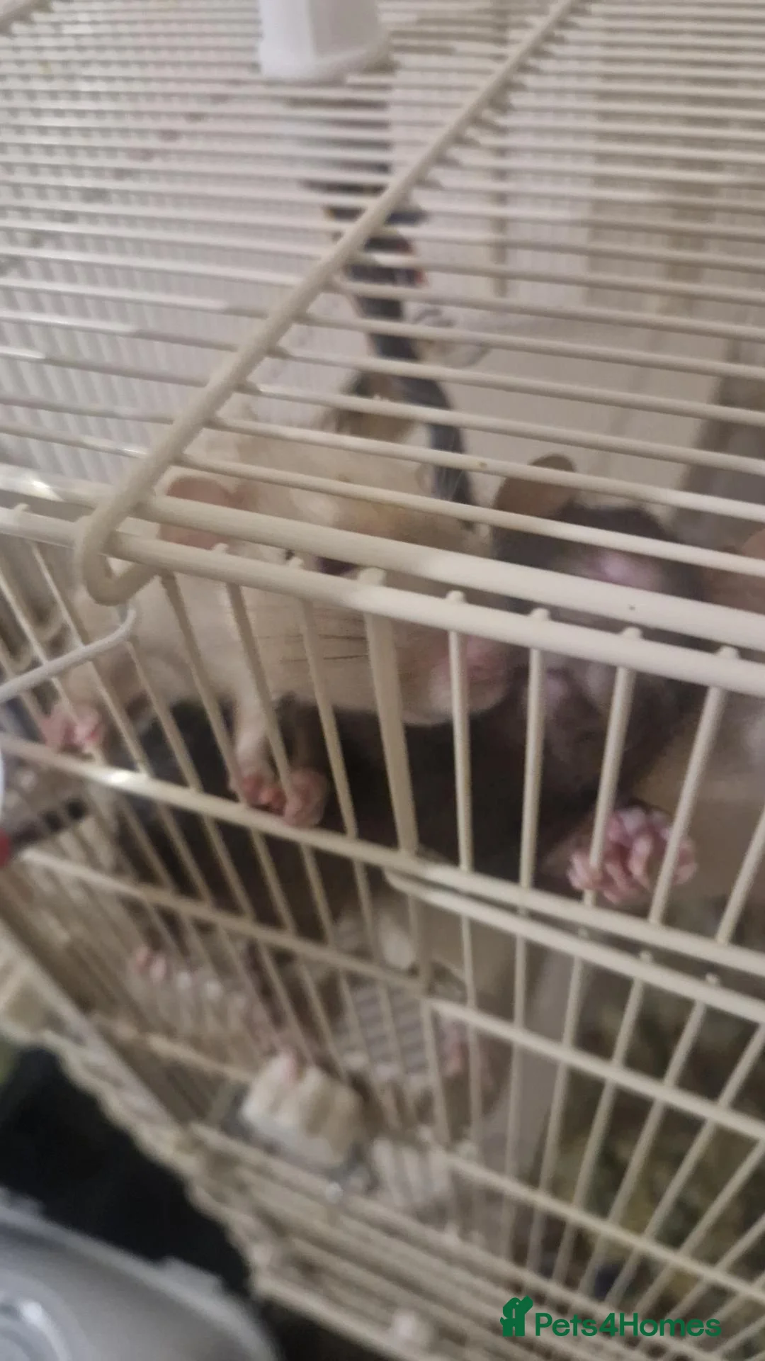 Rat rodents for sale: Male Rats in Eastbourne - Advert 1