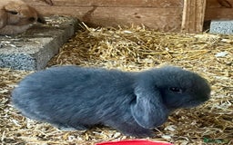 Mini Lop rabbits for sale: Mini lop baby bunnies ready now  - Image 4