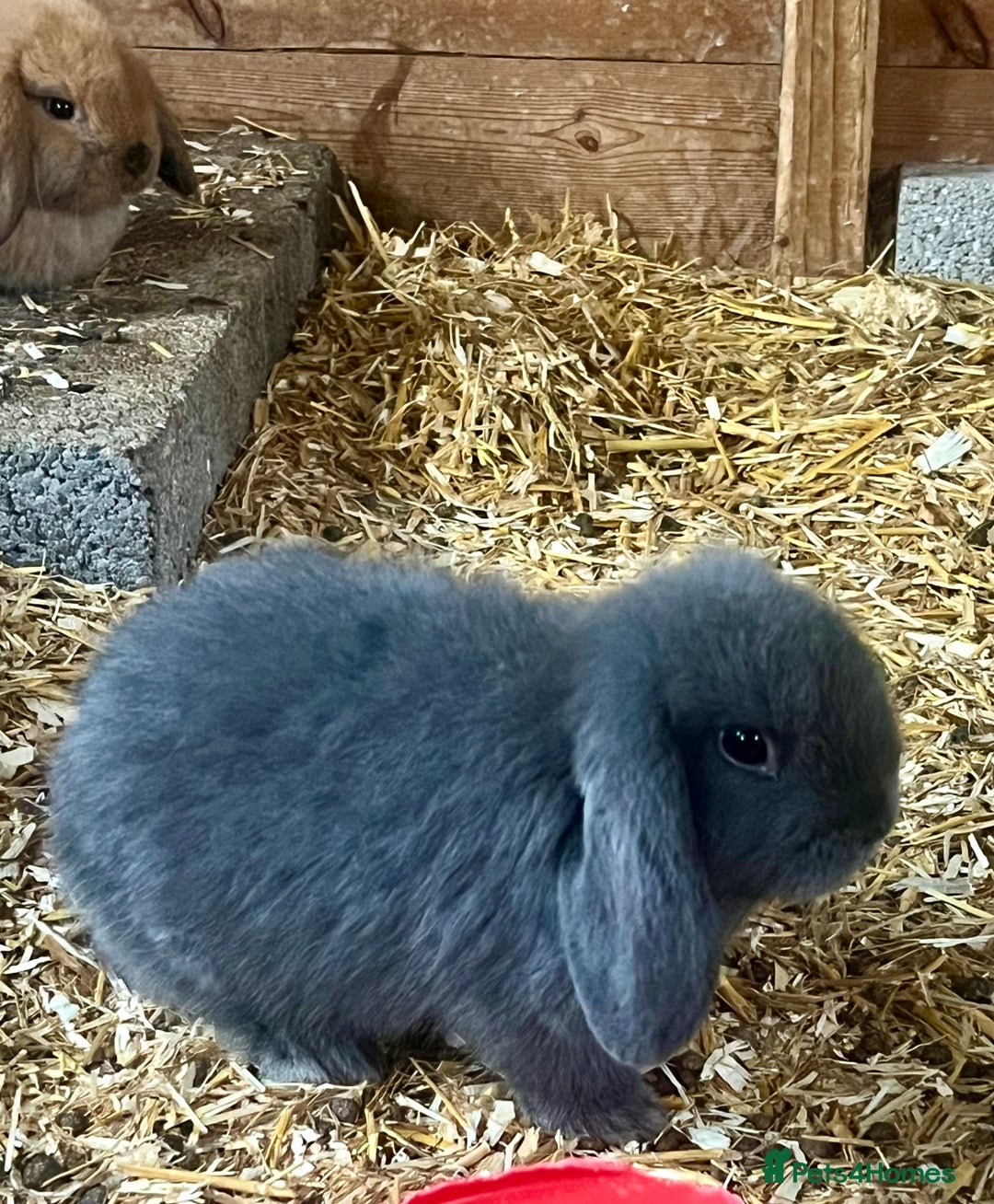 Mini Lop rabbits for sale: Mini lop baby bunnies ready now  - Image 4