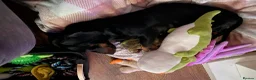 Dachshund dogs for sale: For sale  - Advert 2
