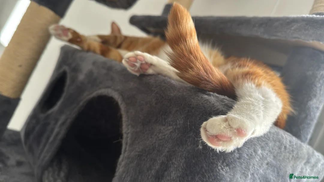 Mixed Breed cats for sale: Marla cat she’s 3 not 2 I can’t change  - Advert 34