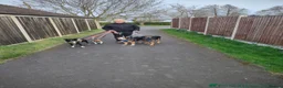 Mixed Breed dogs for sale: Ronnie  in Guildford - Advert 9