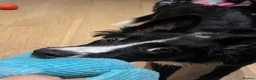 Border Collie dogs for sale: 6-Month-Old Border Collie Looking for a  Home in London - Advert 4