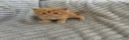 Maine Coon cats for sale: Beautiful Maine coon kittens - Advert 2