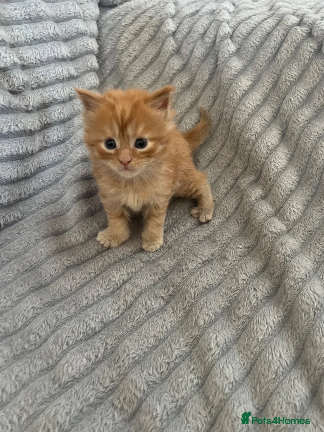 Maine Coon cats for sale: Beautiful Maine coon kittens - Advert 2