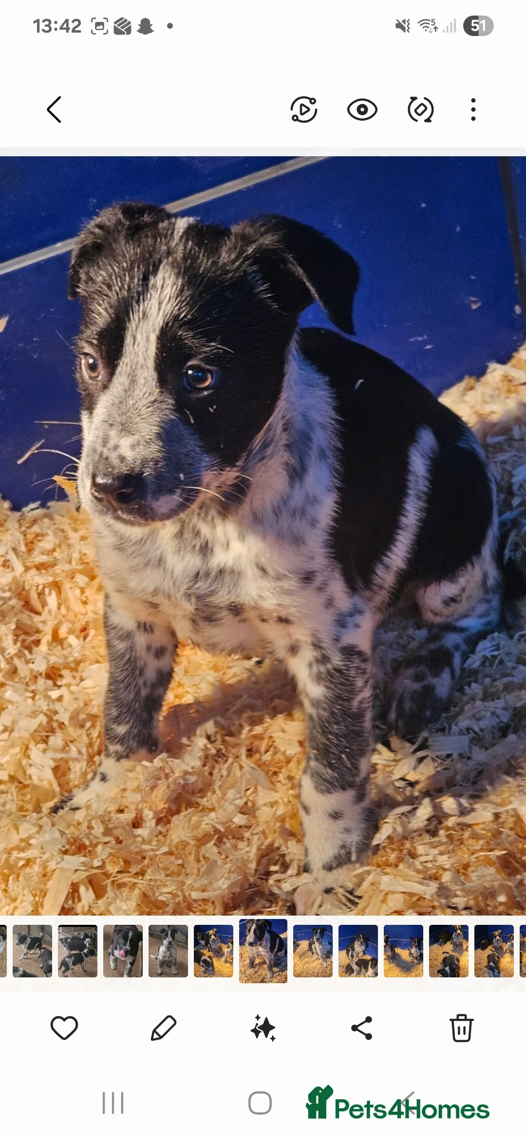 Mixed Breed dogs for sale: AUSTRALIAN CATTLE DOG X COLLIE PUPPIES - Advert 15