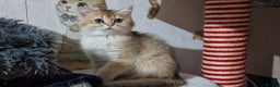 British Shorthair cats for sale: British shorthair pedigree kittens - Advert 32