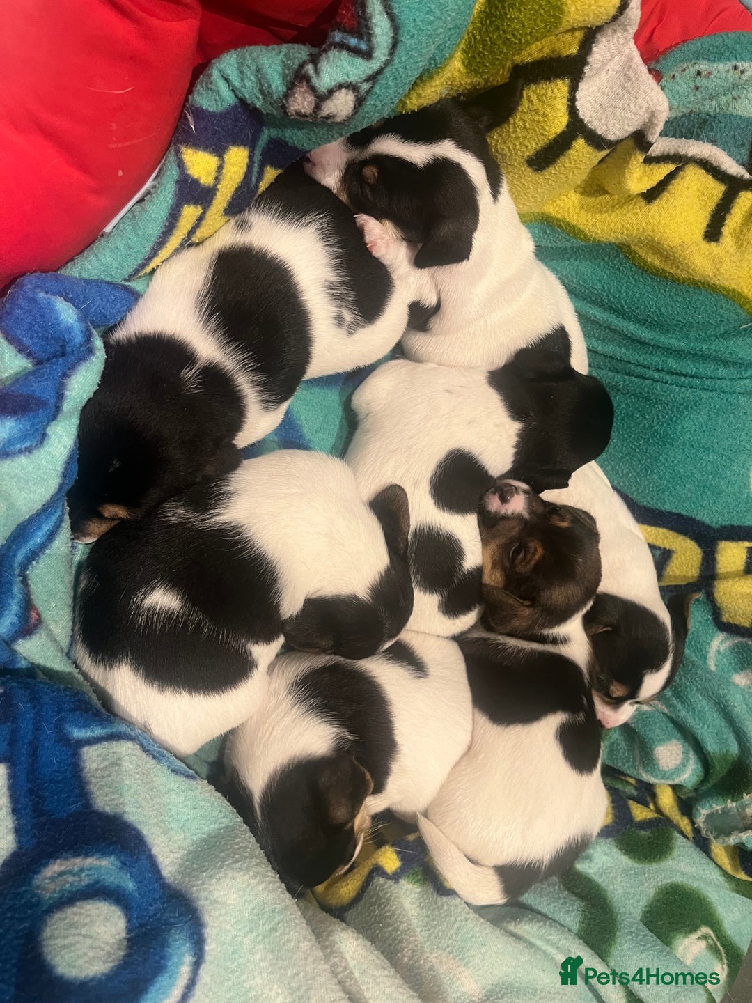 Mixed Breed dogs for sale: First litter of 7 Jack Russel puppies  - Advert 20