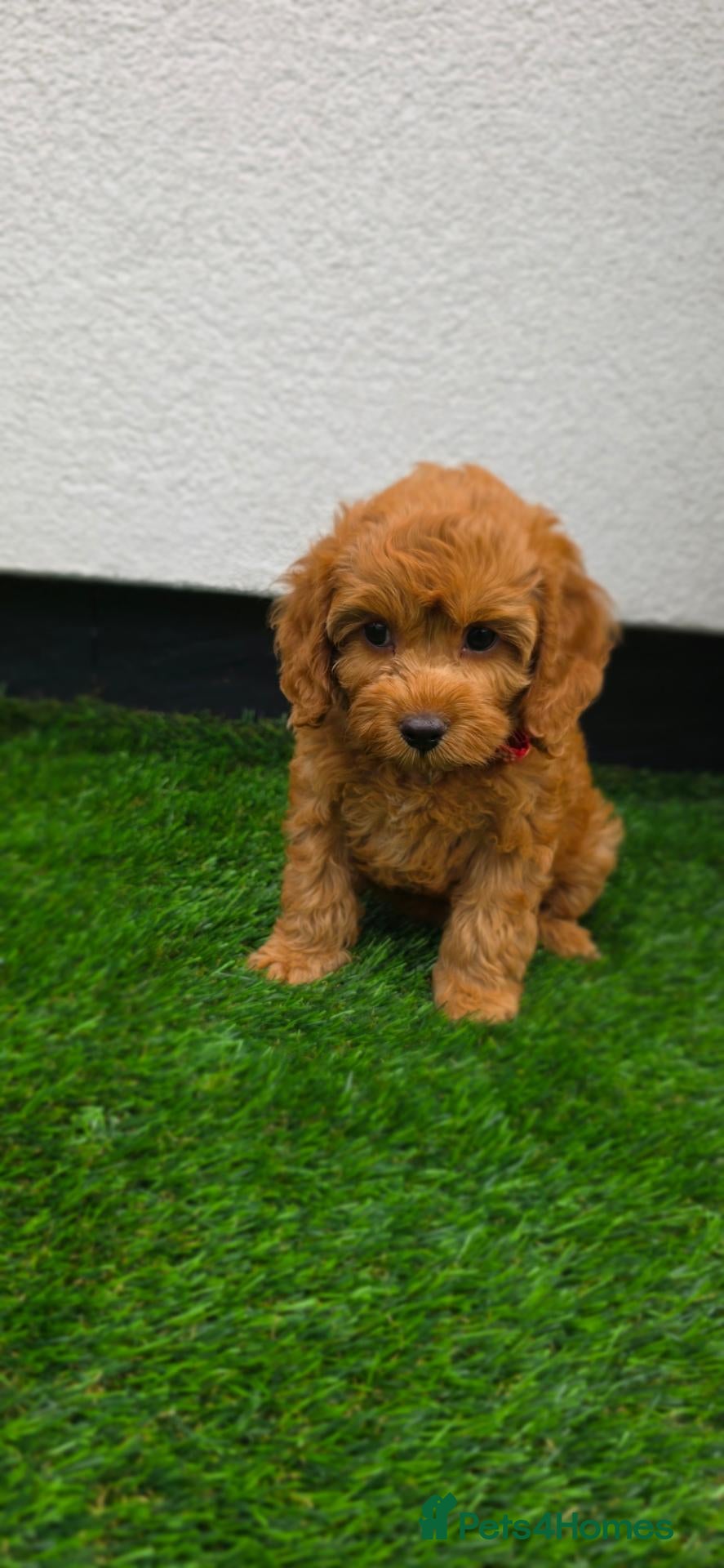 Cavapoo dogs 🌟 LAST GIRL HEALTH TESTED TOY CAVAPOO F1B - Advert 2